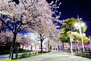 みなとみらい さくら通りの桜写真２