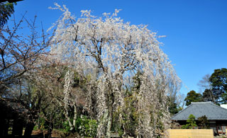 栄福寺の桜写真１