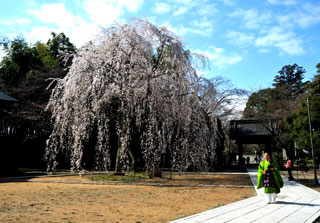 栄福寺の桜写真２