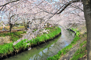 海老川ジョギングロードの桜写真１