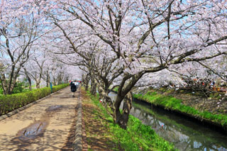 海老川ジョギングロードの桜写真２