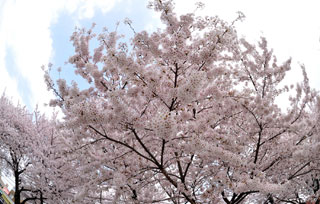 常盤平さくら通りの桜写真１