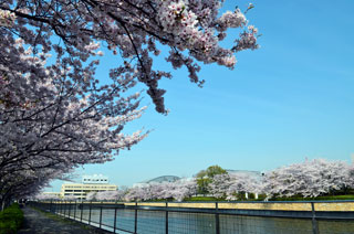 エブノ泉の森ホール（泉佐野市立文化会館）の桜写真１