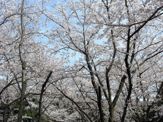 大井関公園（ろじ渓）の桜写真２