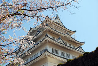 亥鼻公園（千葉城）の桜写真１