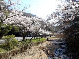 岩屋堂公園の桜写真１