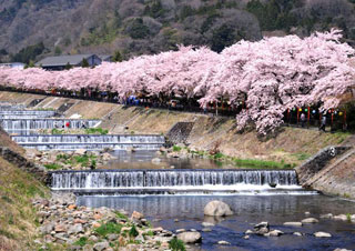 箱根町宮城野早川堤の桜写真１