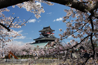 清洲城（清洲公園）の桜写真１