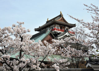 清洲城（清洲公園）の桜写真２