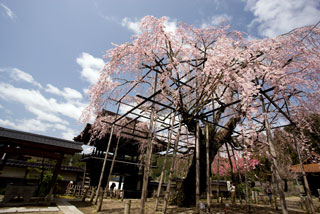 瑞龍寺のしだれ桜写真１