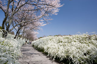 愛知県緑化センターの桜写真１
