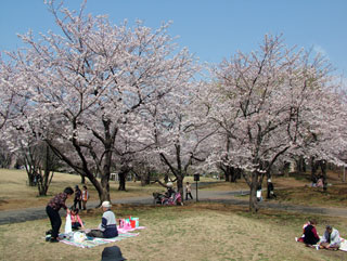所沢航空記念公園の桜写真２