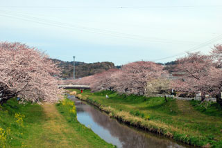 音羽川堤の桜写真１