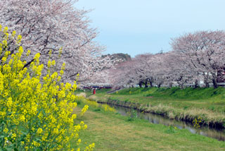 音羽川堤の桜写真２