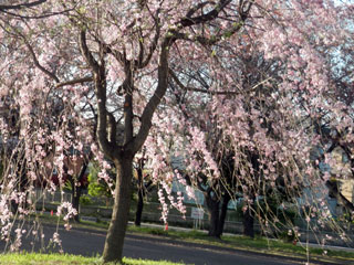 加須はなさき公園の桜写真１