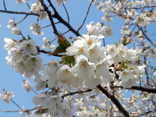 加須はなさき公園の桜写真２