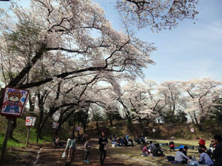 龍城公園（大田原市さくら祭）の桜写真１