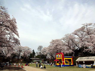 龍城公園（大田原市さくら祭）の桜写真２