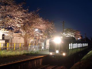 富士急行線 寿駅の桜写真２
