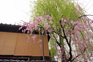 祇園白川の桜写真２