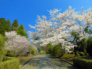 恩賜箱根公園の桜写真１