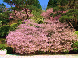 恩賜箱根公園の桜写真２