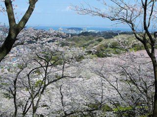 塚山公園の桜写真２