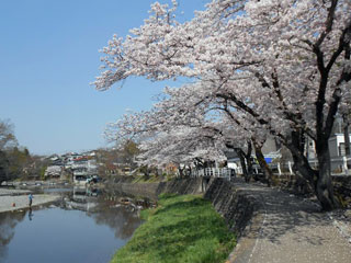 飯能河原の桜写真２
