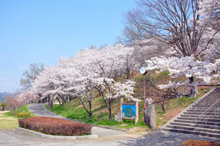 嘉多山公園の桜写真１