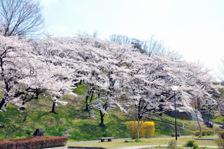 嘉多山公園の桜写真２