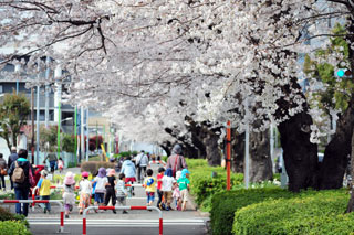 東原桜並木写真１