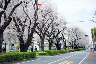 東原桜並木写真２