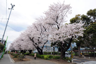 東原桜並木の写真３