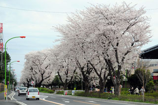 東原桜並木の写真４