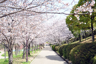 黒鳥山公園の桜写真１