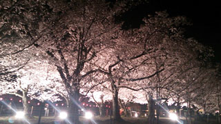 黒鳥山公園の桜写真２