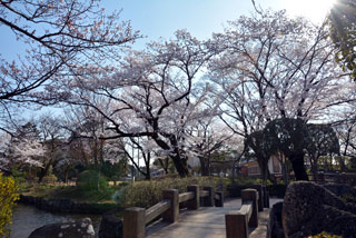 狭山池公園（東京都）の桜写真２