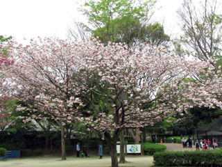 千葉市動物公園の桜写真１