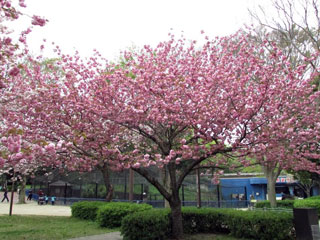 千葉市動物公園の桜写真２