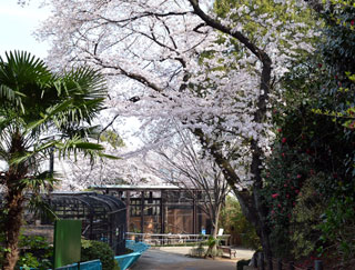 野毛山動物園（野毛山公園）の桜写真２