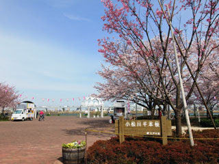 小松川千本桜の写真３