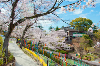 ひらかたパークの桜写真２