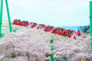 ひらかたパークの桜写真１