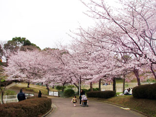 成田ゆめ牧場の桜写真１