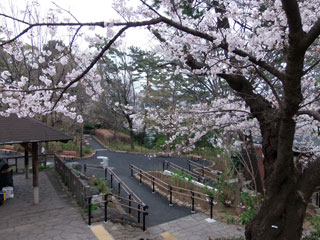 多摩川台公園の桜写真２