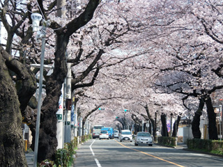 武蔵野市役所通りの桜写真２