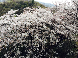 生田緑地の桜写真２