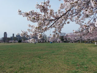 都立大島小松川公園の桜写真２