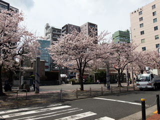 染井吉野桜記念公園（駒込駅前）の桜写真１