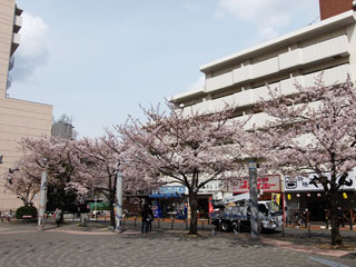 染井吉野桜記念公園（駒込駅前）の桜写真２